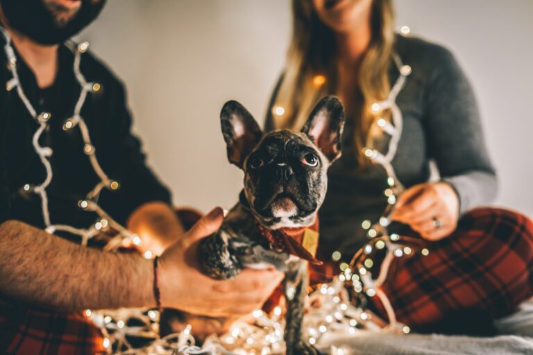Managing Dogs (and puppies) At Christmas