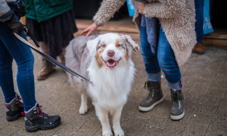 Socialising your dog during a pandemic