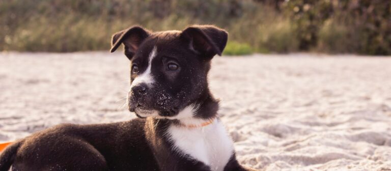 When Is The Right Time For You To Get A Puppy?