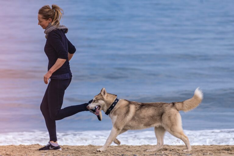 Tips on Running With Your Dog