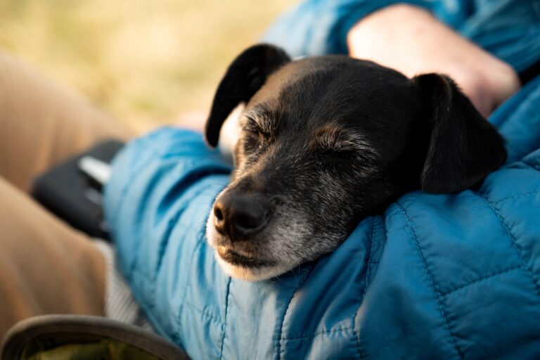 Helping a rescue dog settle in