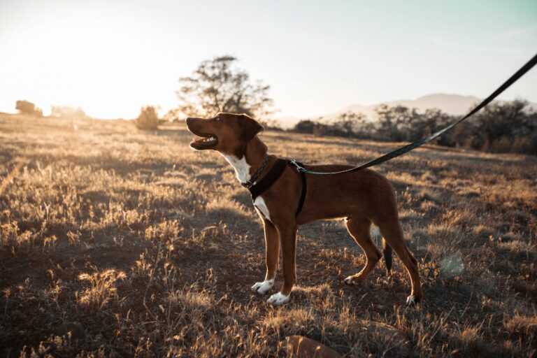 Working with the over-reactive dog Part 2