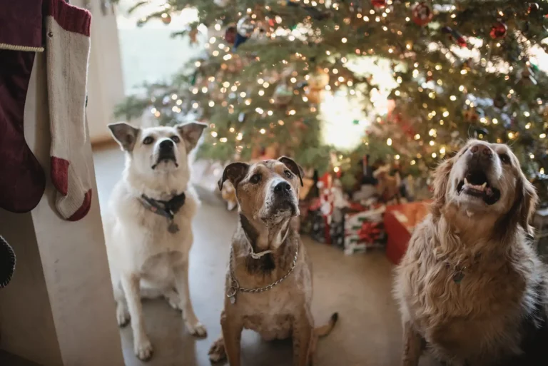 The Do’s and Don’ts of a “furry” Merry Christmas!