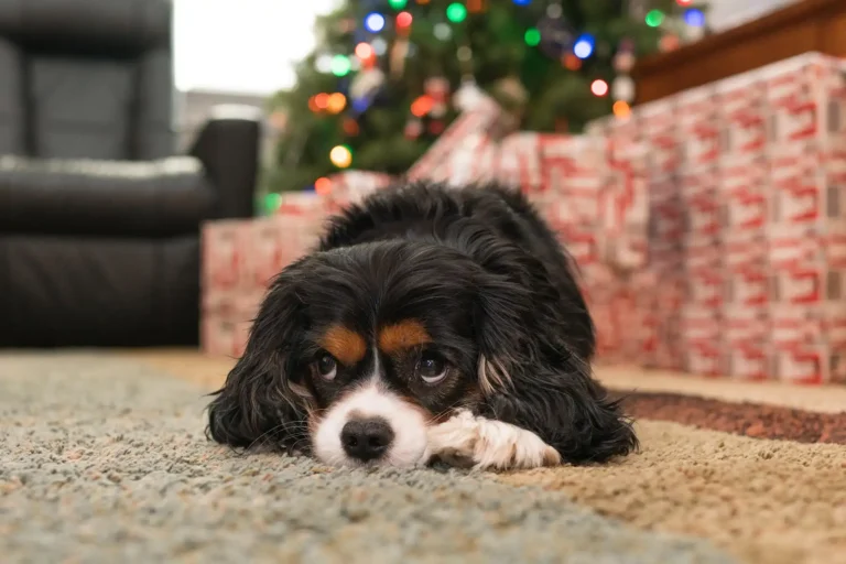 Managing Dogs at Christmas