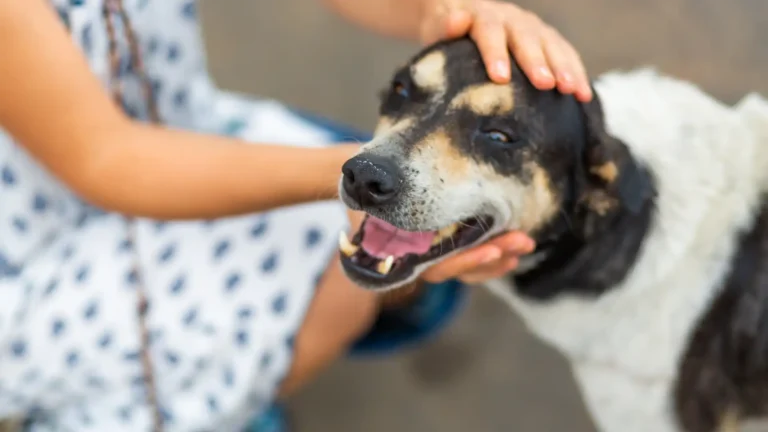 Rescue Dog