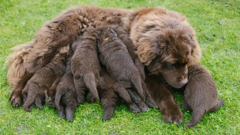 Caring for your Female Dog after the Birthing Process