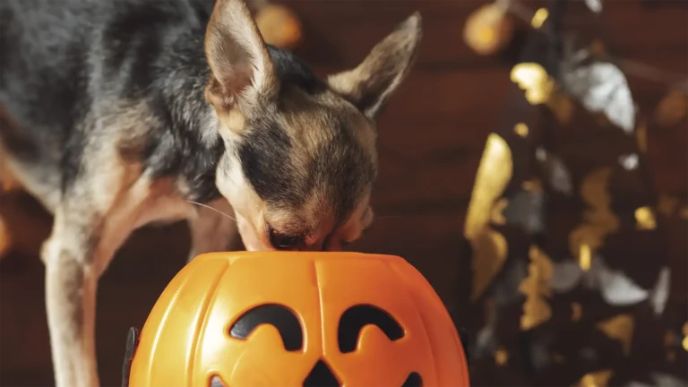 How much chocolate can a dog eat before it needs to visit a vet?