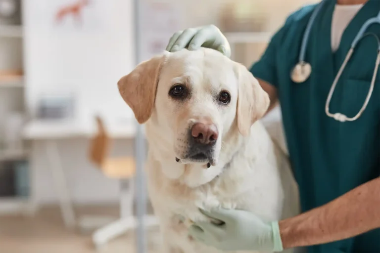 What’s the one thing a pet owner can do that will make the biggest difference to their pet’s health?